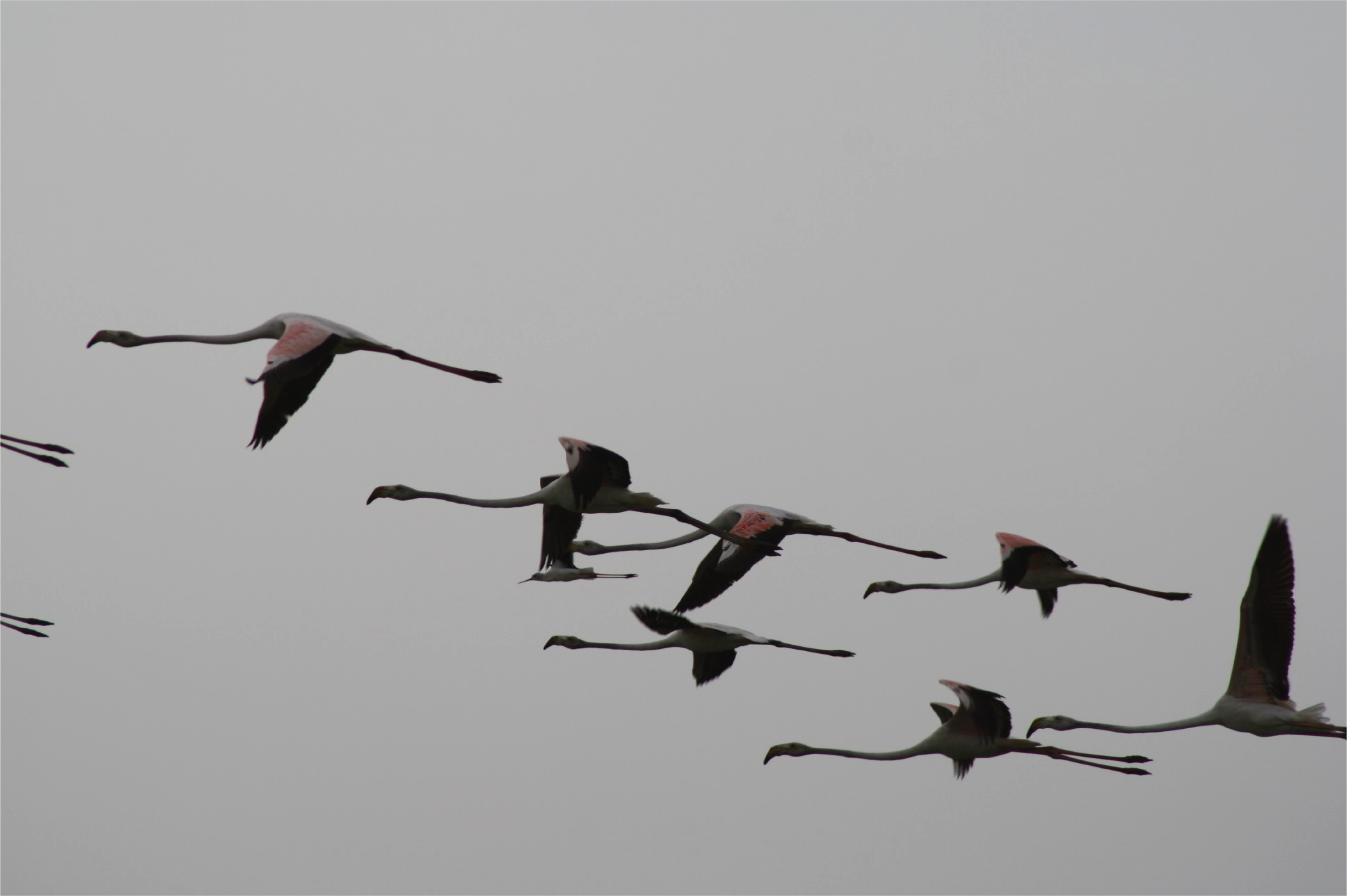 flamants roses en vol au dessus de la rivière Gorom